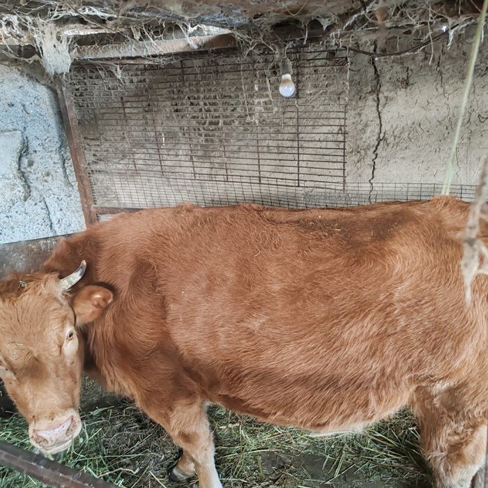 Продам яловую корову