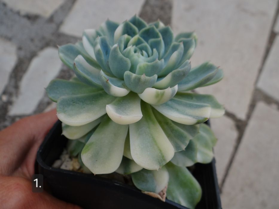 Сукуленти Echeveria различни видове