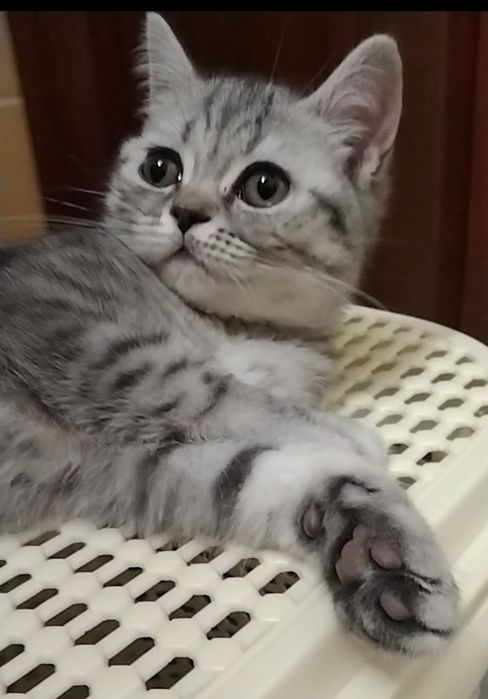 Скоттиш страйт. Девочка.