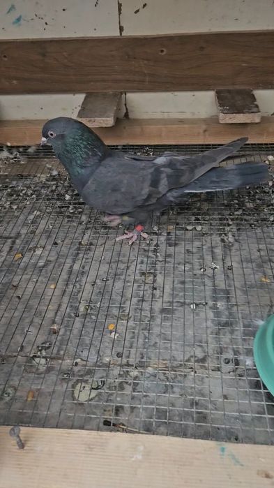 Голуби такла арап