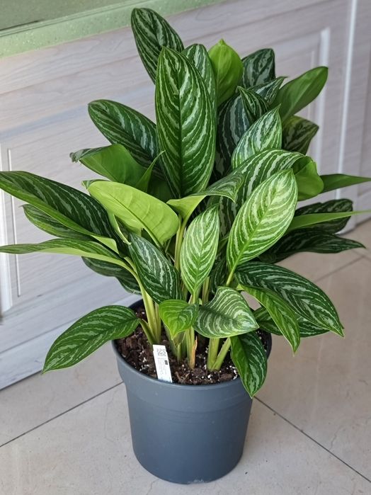 Драцена, Аглаонема, Пальма, Комнатные Растения, Орхидея, Орхидеи