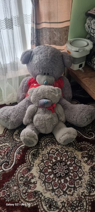 Tedy 1.5 m dogi yuq