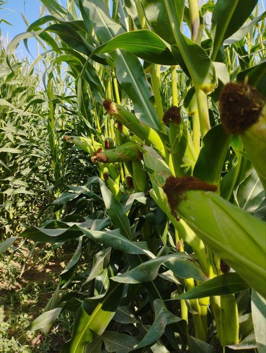 Sifatli Makkajo‘xori Silosi  Silos Dastavka bilan