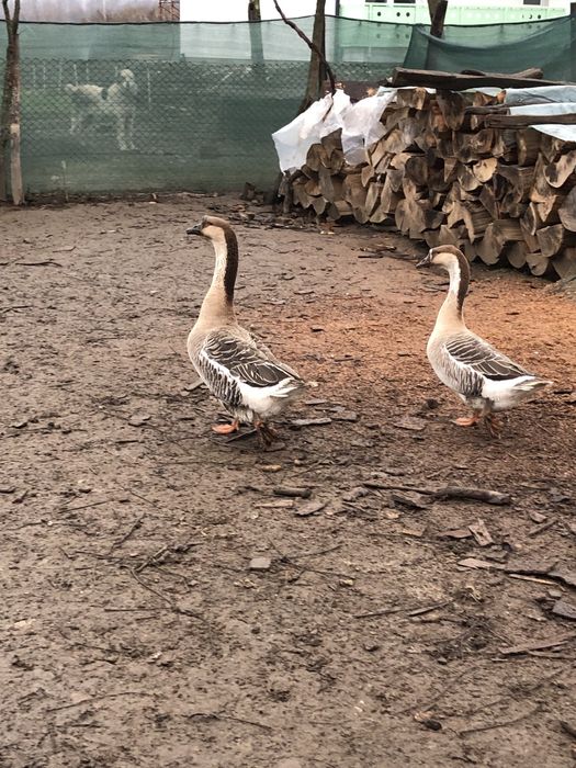 Vând gâște pereche