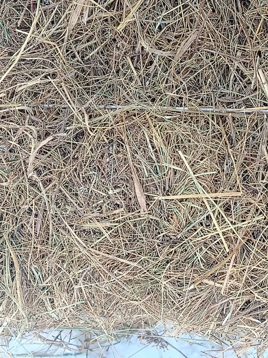 Продам сено 1000