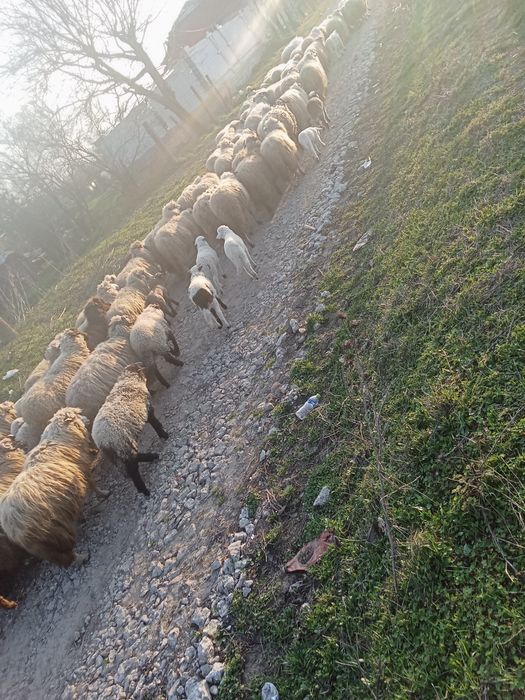 Oi fătate și grstante