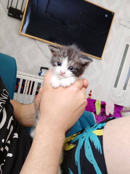 Отдам котёнка мальчика бесплатно