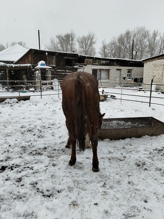 Таза Канды биелер