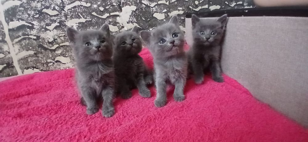 Очаровашки в добрые руки