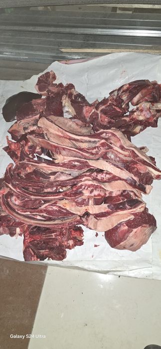 СОҒЫМ  тай еті қазысы бір елі