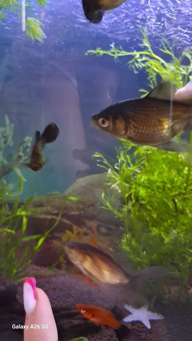 Продам золотых рыбок