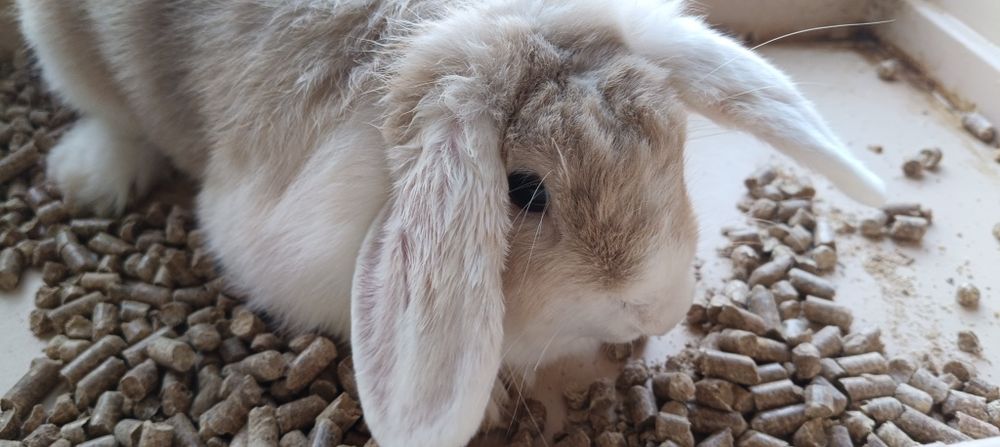 Продам кролика вислоухого