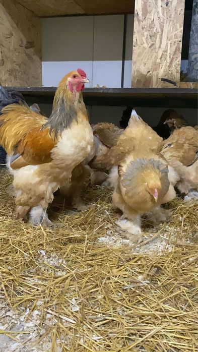 Pui de o zi oua de incubat gaini de rasa Brahma Australorp La Bresse