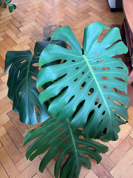 Монстера делисиоса (Monstera deliciosa) - вкоренени резници от зряло растение