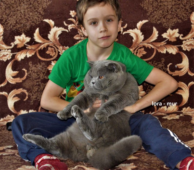 Британские котята.