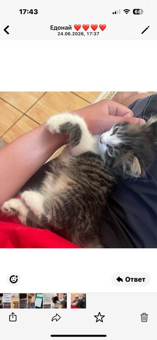 котята кошки кошки