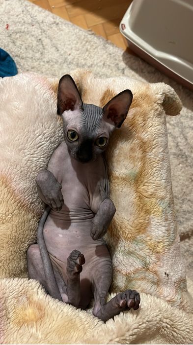 Pisici sphynx compania ideala pentru tine