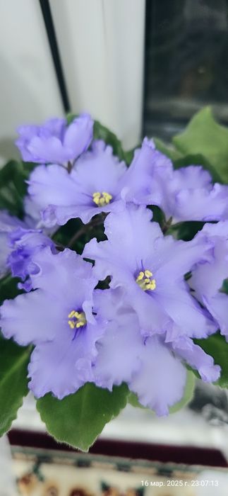 Продаются фиалки