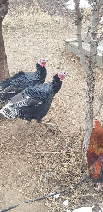 Индюки 2 шт КРУПНЫЕ