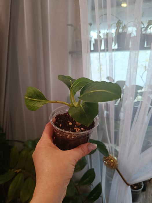 Отростки большой выбор