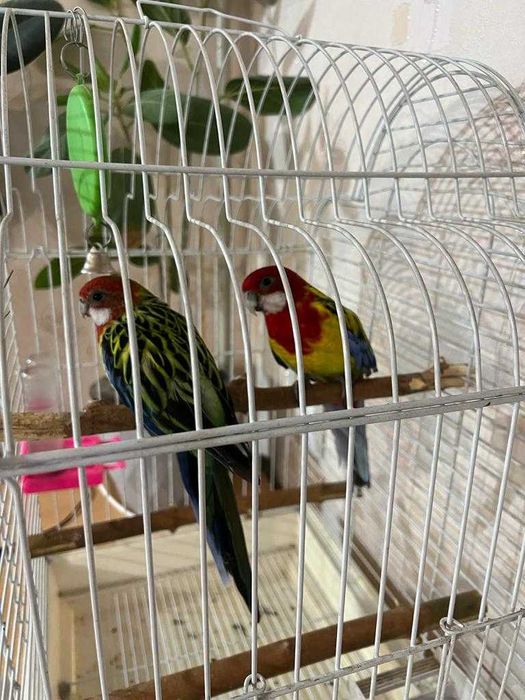 пара попугаев розеллы