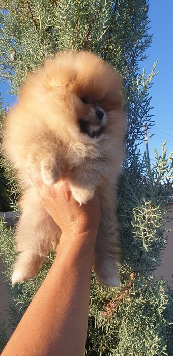 Померан в продажба