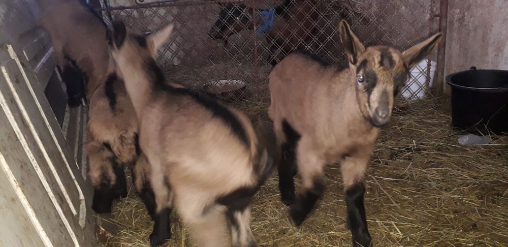 Vând tapisori Alpin Francez rasă pură ciuti genetic