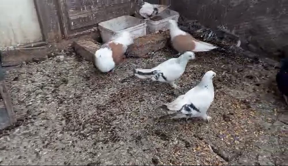 Продавам гълъби!!