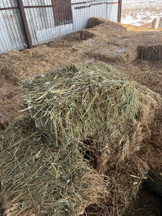 Продается клевер,1500 тенге 1 тюк