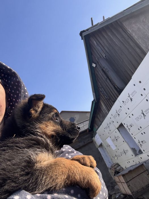 Чистокровные щенки Немецкой породы