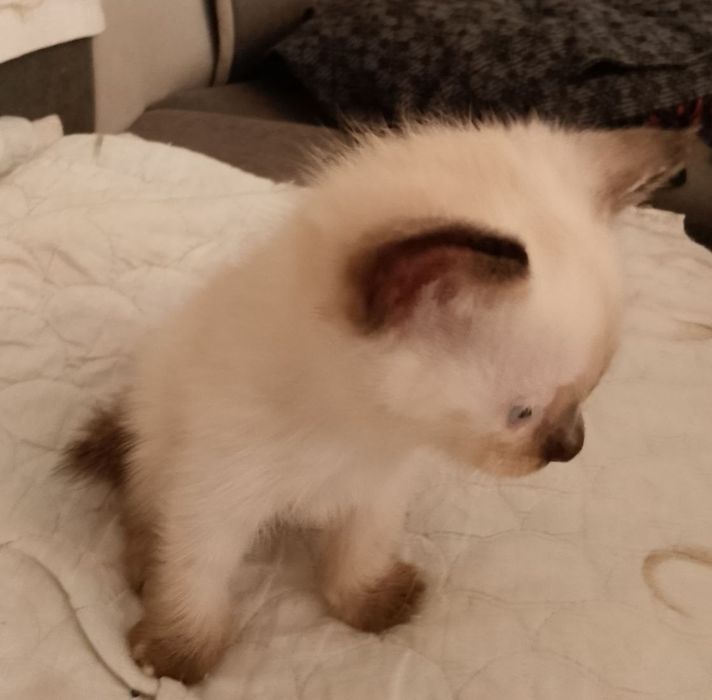 Продаются котятки