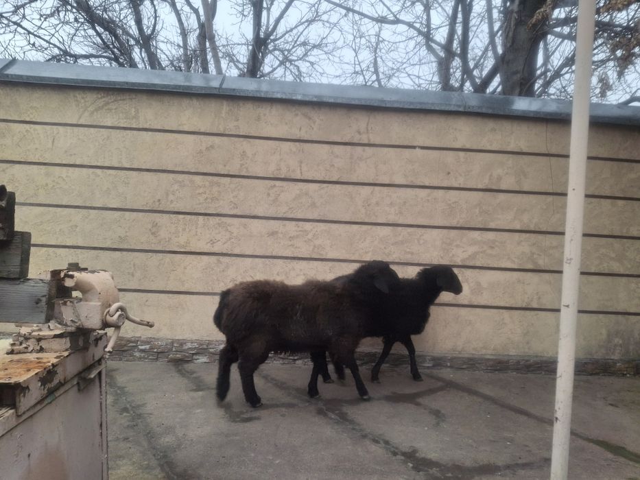 Тоқтылар бар семиз