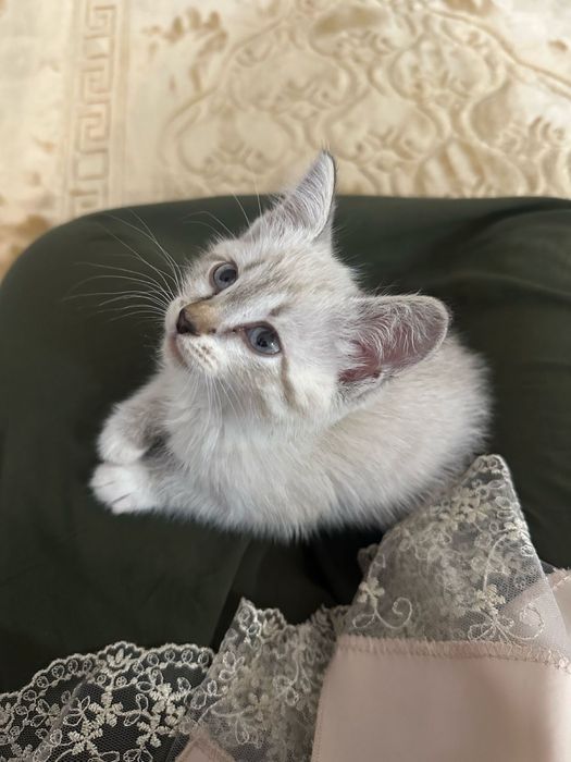 Британская кроткошерстый котёнок