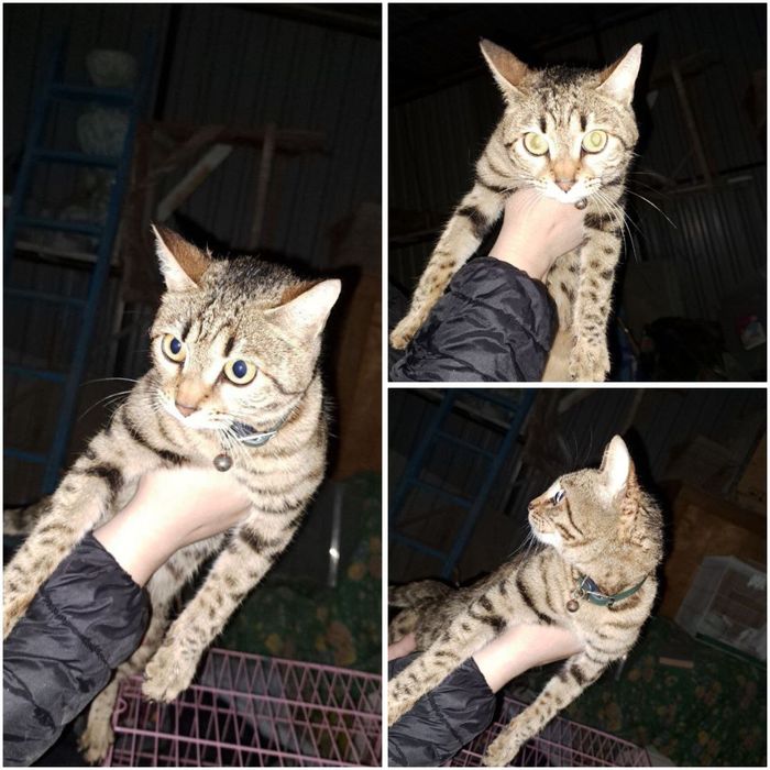 Нашли кошку в Мирзо-улугбекском районе