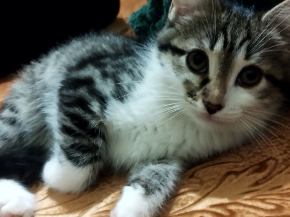 Отдам котёнока мальчика