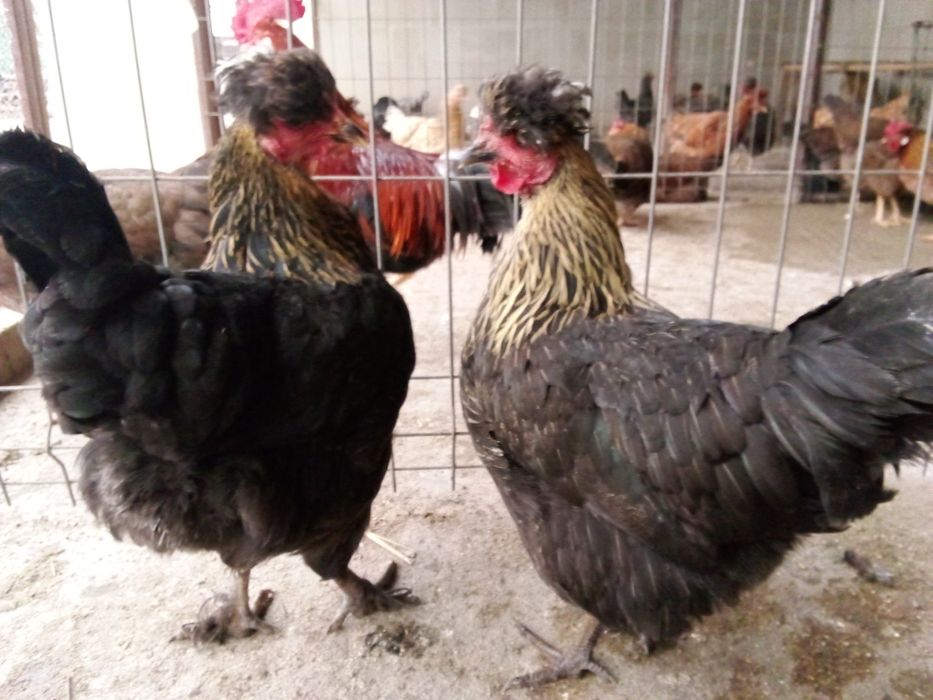 Pui,oua  pentru incubat gaini de rasa