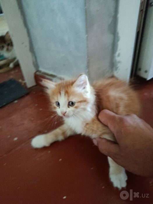 Отдам даром котят