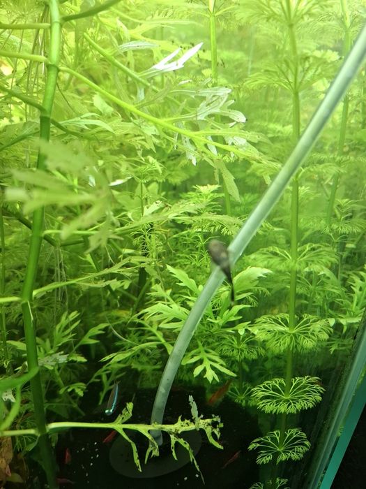 Растения за аквариум 6 вида