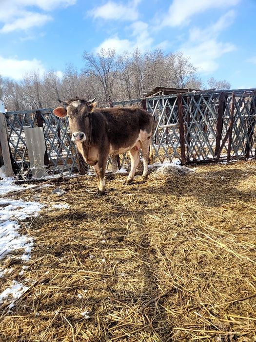 Семіз сиыр бес жасар жемделген