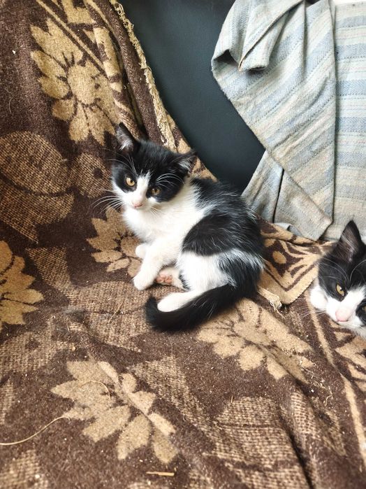 Подарявам малки котенца