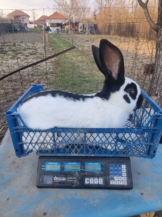 Mascul Fluture Germa