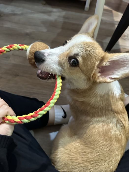 Корги мальчик , Чарли