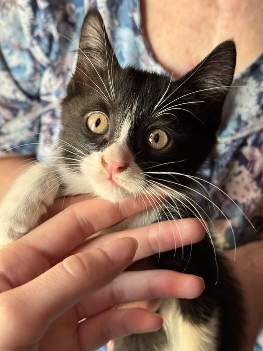 Отдадим котёнка в хорошие руки