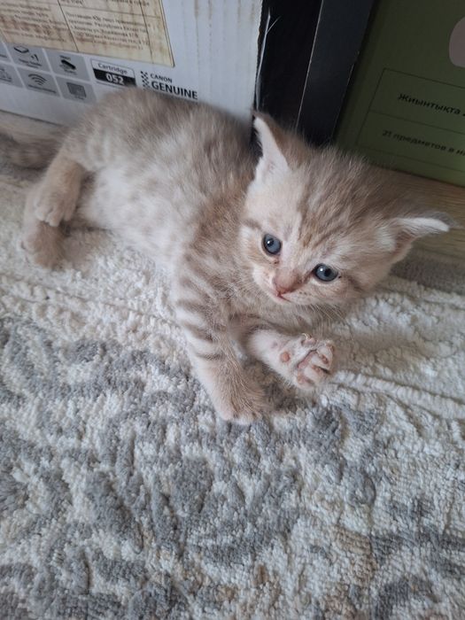 Продаем милых котят