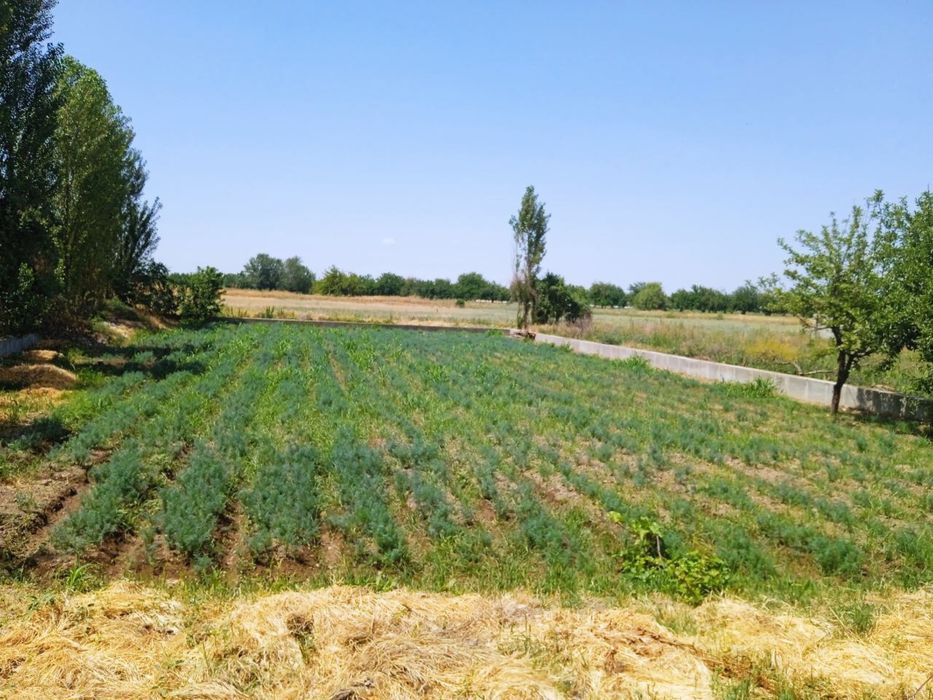 Uy sotiladi 15 sotix