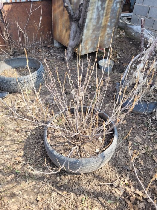 Продам куст черной смородины
