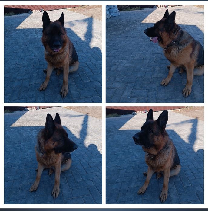 Ищем сучку немецкой овчарки для кабеля