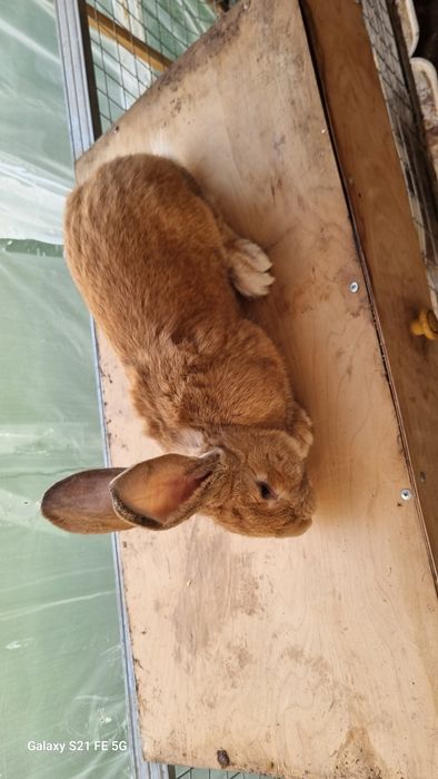 Бургун куен сотилади самец!