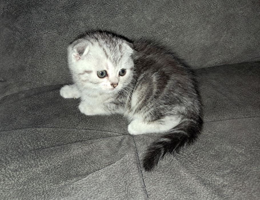 Котёнок. Девочка. Темиртау