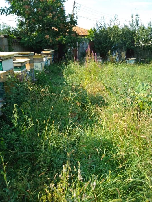 Vand familii de albine cu cutii,0723-318-599